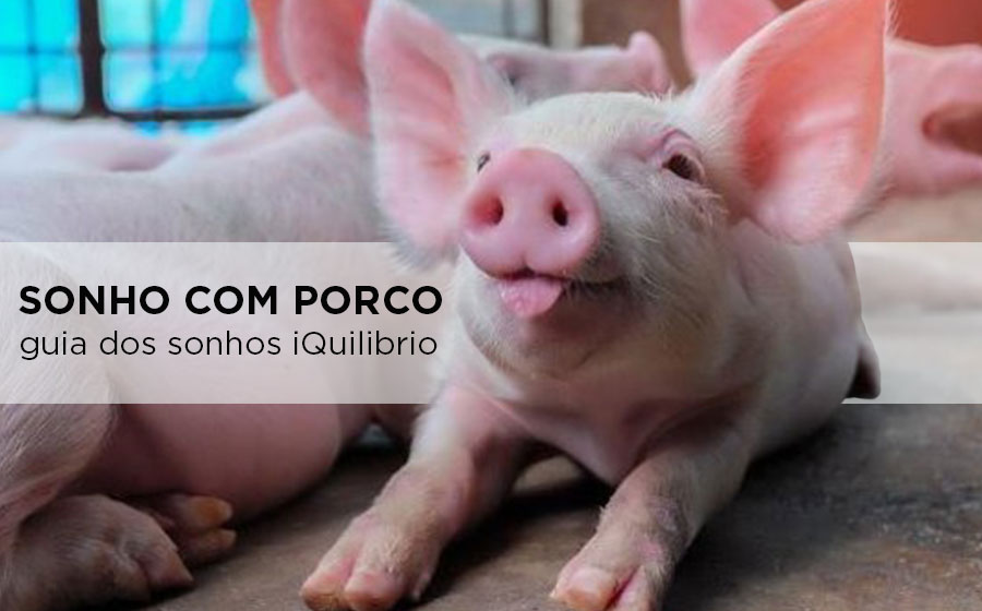 sonhar com porco pequeno