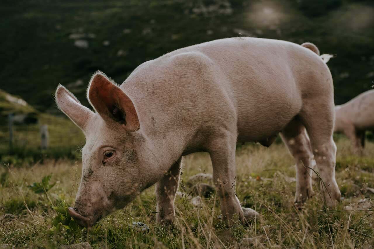 significado de sonhar com porco bebê