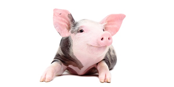 sonhar com porco filhote rosa