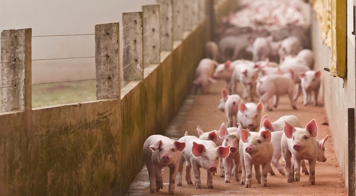 o que significa sonhar com porco filhote