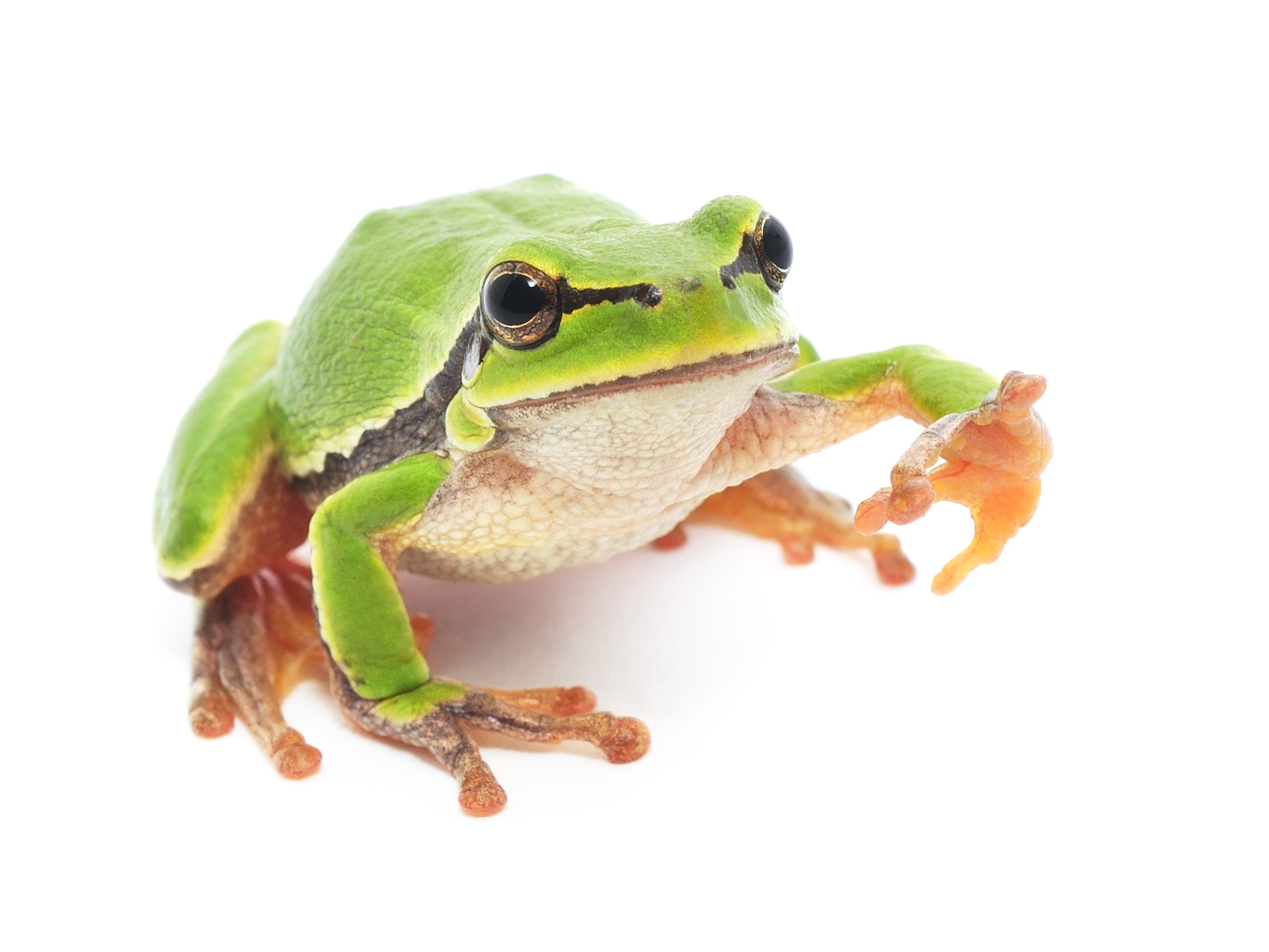 sonhar com sapo verde