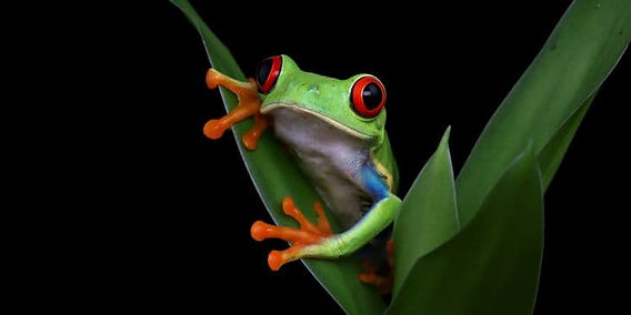 Como Interpretar Sonhos com Animais