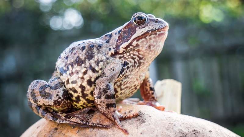 Simbologia do Sapo em Diferentes Culturas