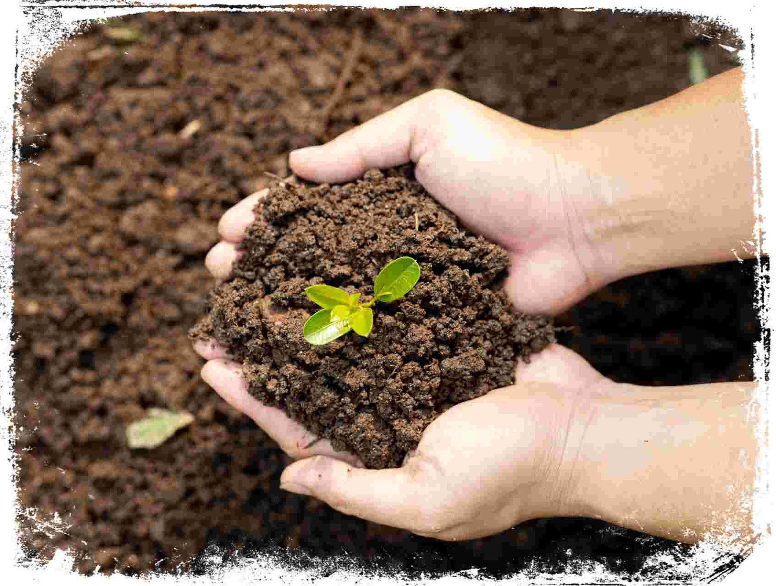 A Conexão Espiritual de Sonhar com a Terra: Equilíbrio e Raízes