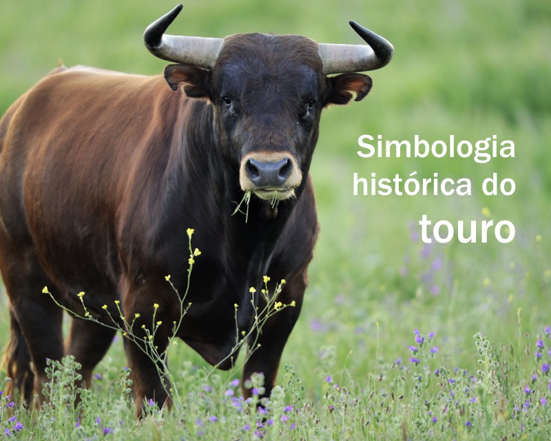 sonhar com touro
