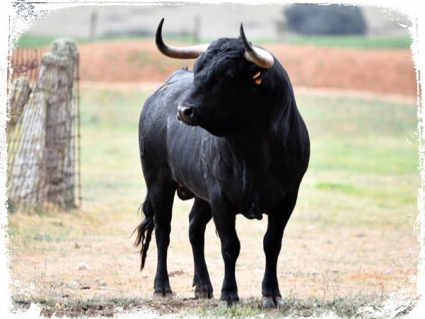 1. O que significa sonhar com touro bravo? Guia completo de interpretação
2. Sonhar com touro branco: símbolo de paz e sucesso honesto
3. Arquétipo do touro: como a força animal se manifesta nos seus sonhos
4. Significado espiritual de sonhar com touro: conexão com fertilidade e poder
5. Mitologia do touro: de Zeus ao Minotauro na interpretação de sonhos