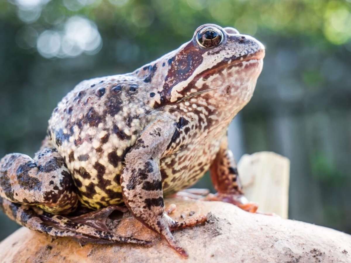 Guia completo: O que cada animal significa no seu sonho?