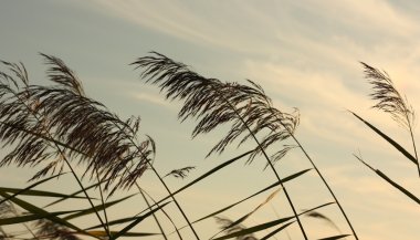 O que significa sonhar com vento forte e chuva?