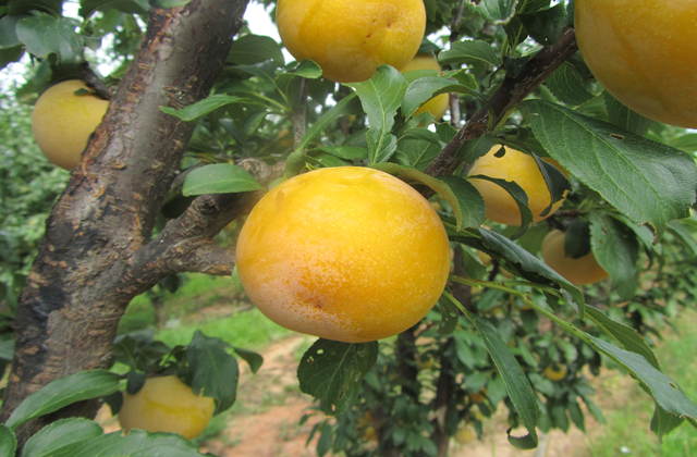 Descubra a fragrância do Body Splash Sun Kisses da Kiss New York