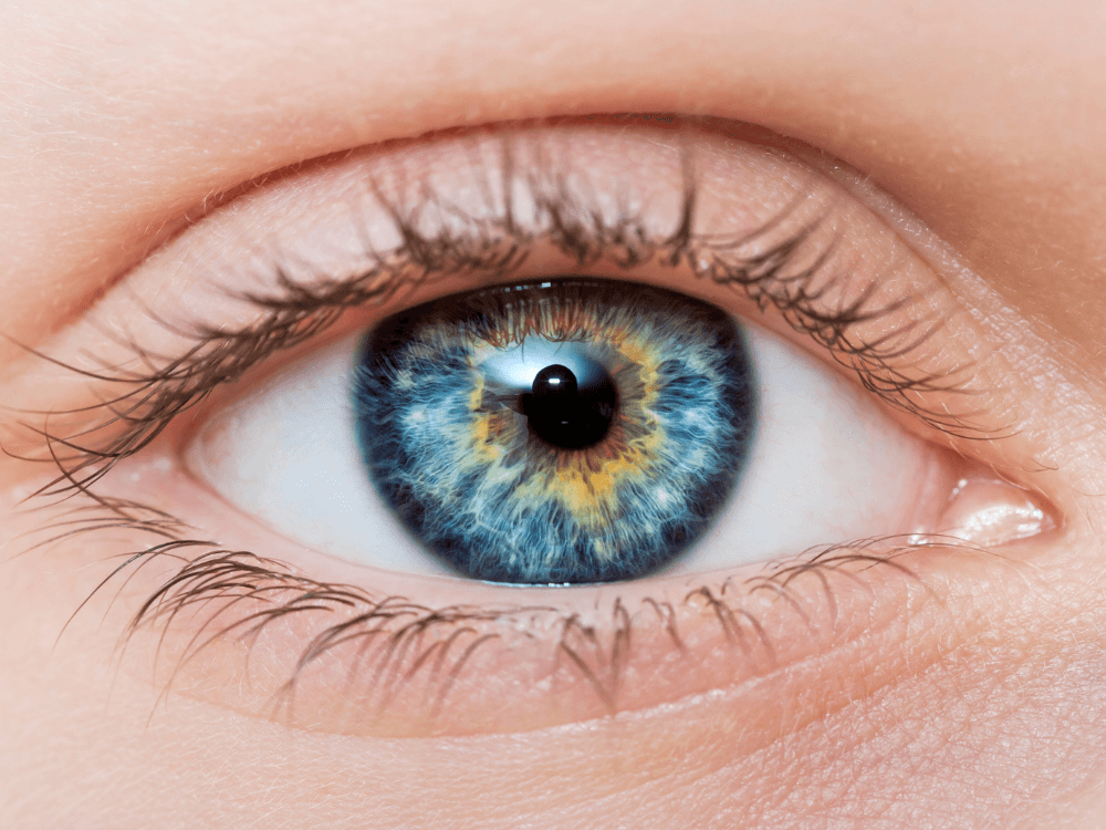 tipos de olhos formato