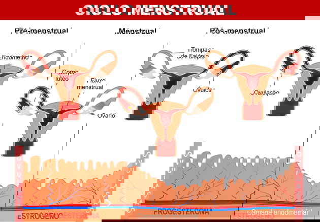 1. Entendendo as Fases do Ciclo Menstrual
2. TPM: Sintomas e Alívio
3. Menarca e Menopausa: Marcos da Vida Feminina
4. Cólicas Fortes: Causas e Soluções
5. O Que Causa Atraso Menstrual?