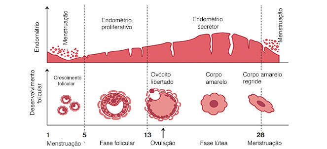 tudo sobre menstruação
