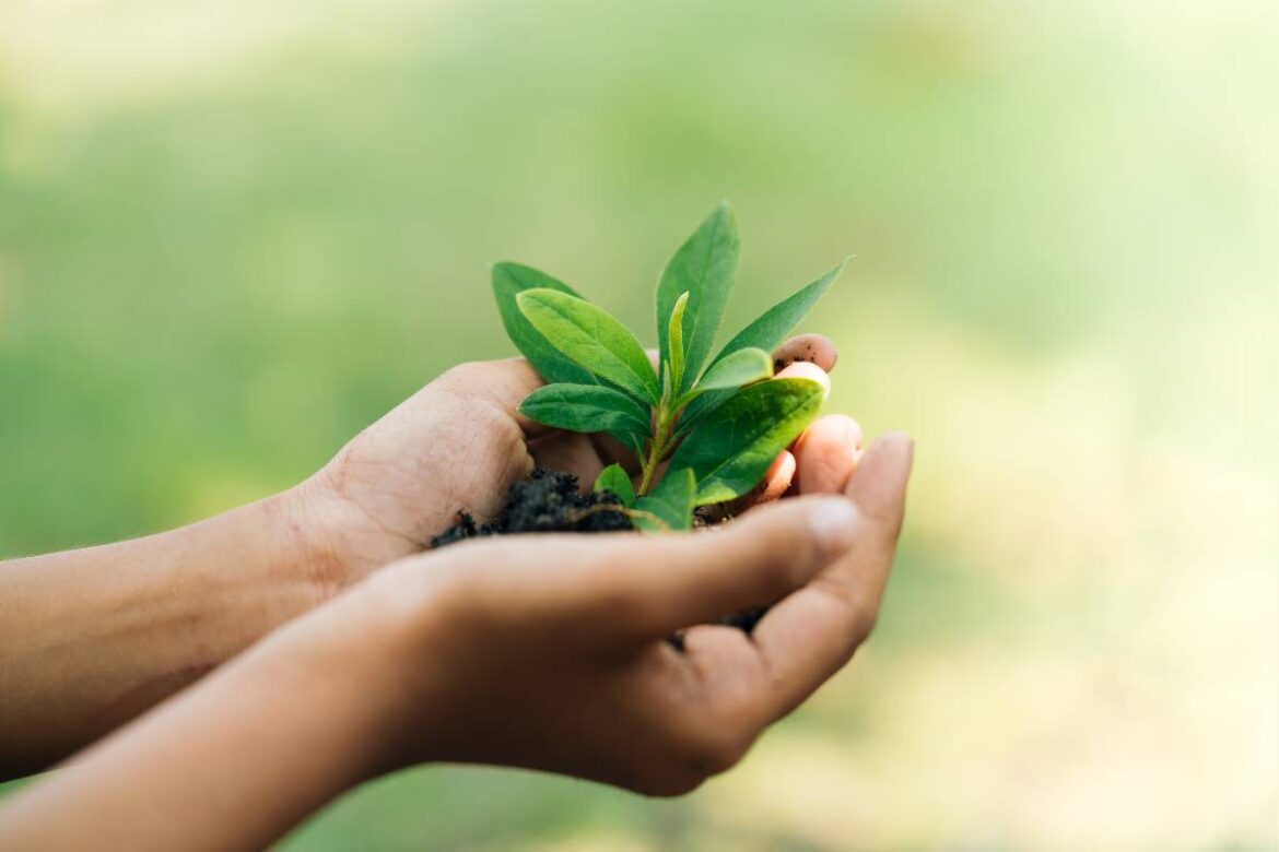 Vida Ecologicamente Correta