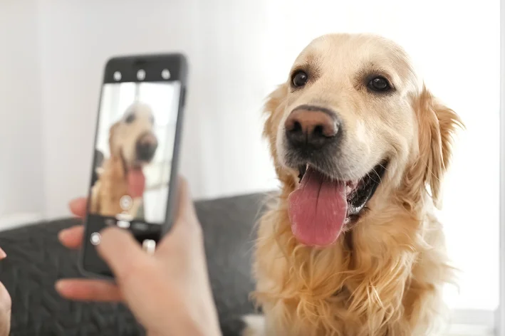 1. Os 10 cachorros mais bonitos do mundo: Um ranking detalhado.
2. Guia completo de adestramento para filhotes.
3. Como escolher a raça de cachorro ideal para você.
4. Vídeos virais de cachorros: As melhores compilações.
5. Dicas essenciais de saúde e bem-estar canino.