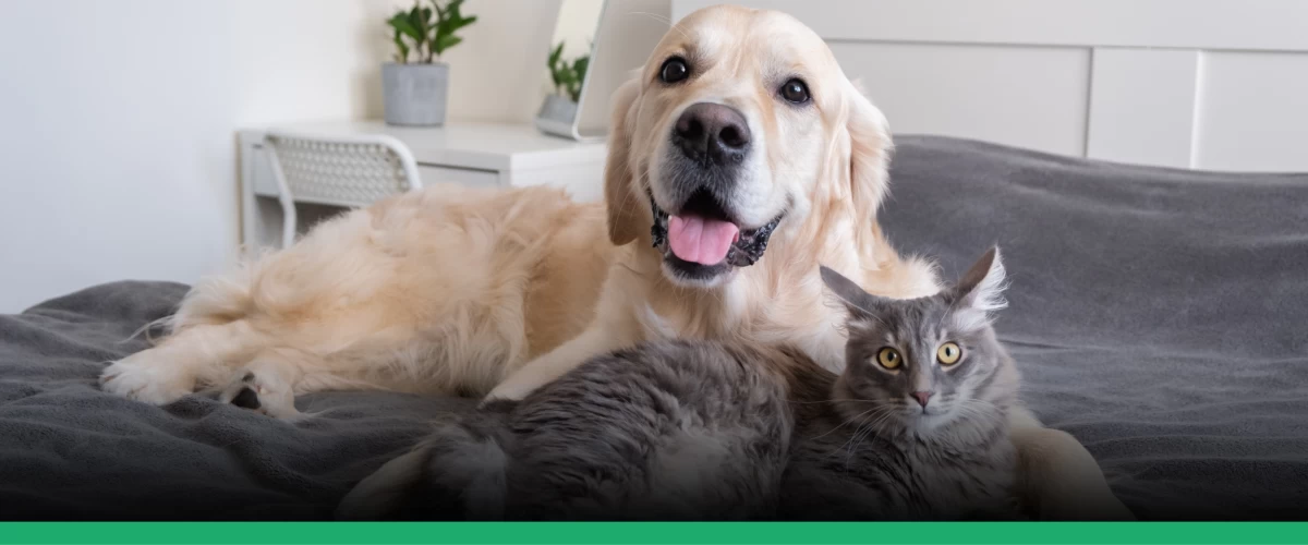 1. Os 10 cachorros mais bonitos do mundo: Um ranking detalhado.
2. Guia completo de adestramento para filhotes.
3. Como escolher a raça de cachorro ideal para você.
4. Vídeos virais de cachorros: As melhores compilações.
5. Dicas essenciais de saúde e bem-estar canino.