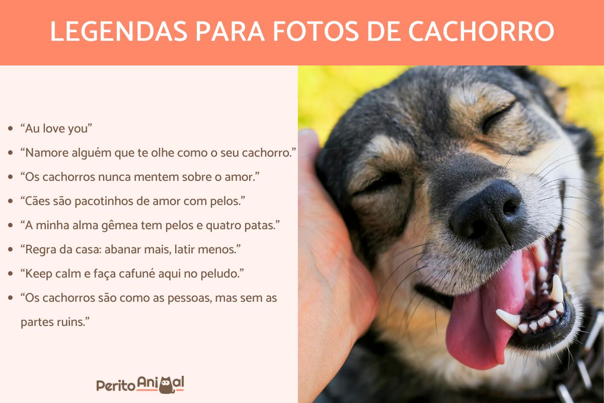 1. Os 10 cachorros mais bonitos do mundo: Um ranking detalhado.
2. Guia completo de adestramento para filhotes.
3. Como escolher a raça de cachorro ideal para você.
4. Vídeos virais de cachorros: As melhores compilações.
5. Dicas essenciais de saúde e bem-estar canino.