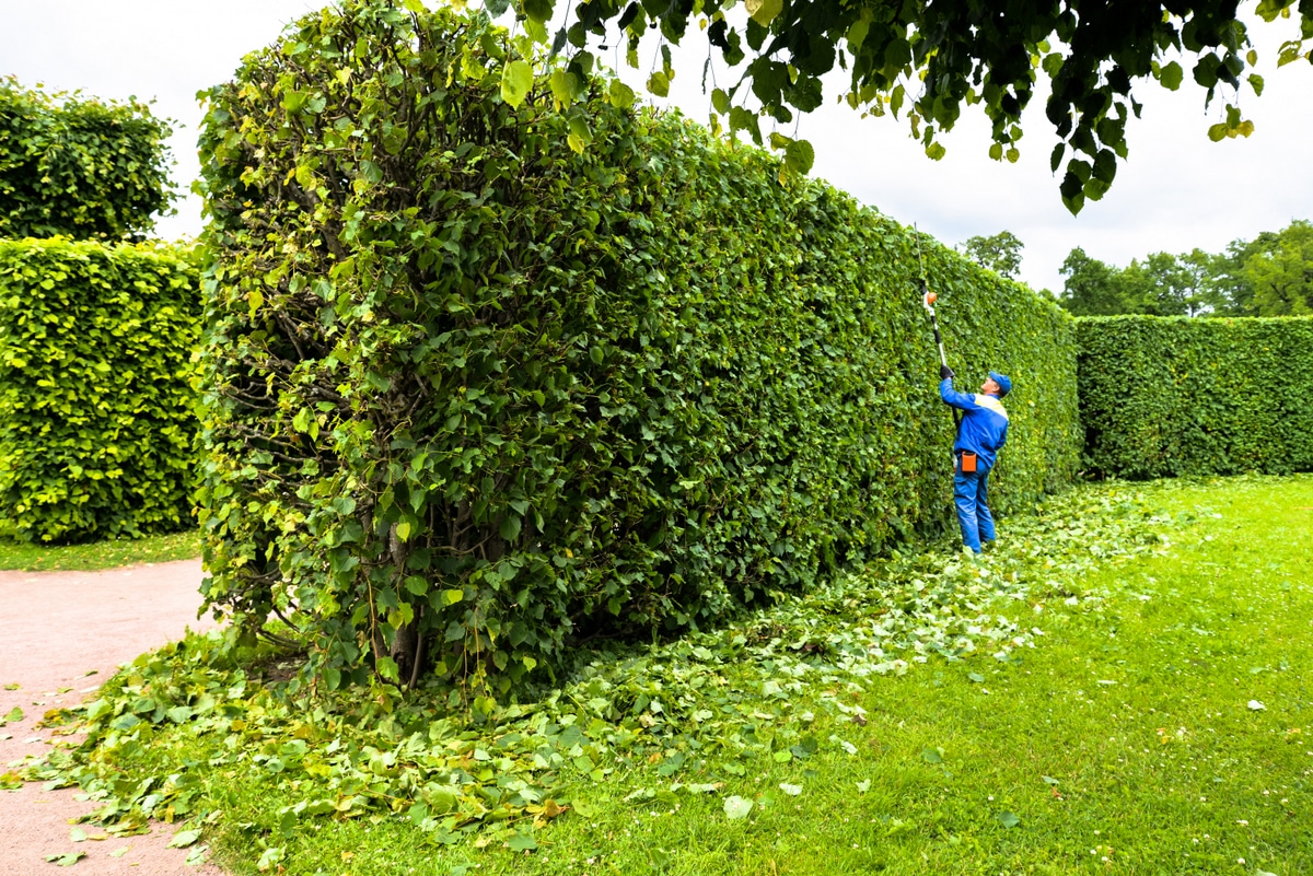 muro verde