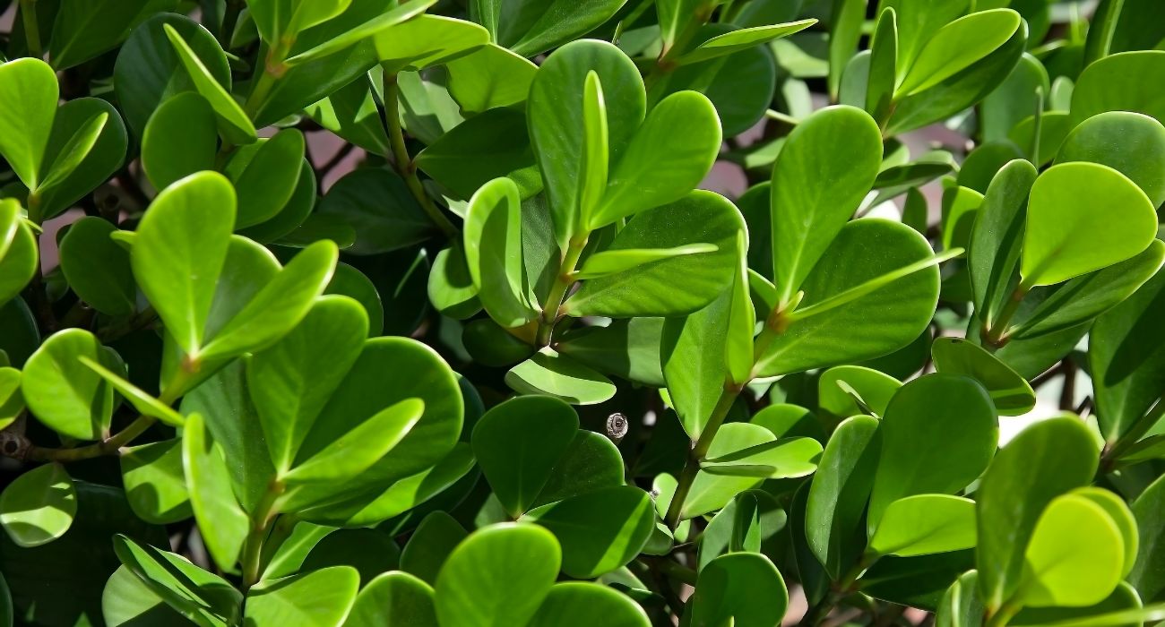 barreira vegetal