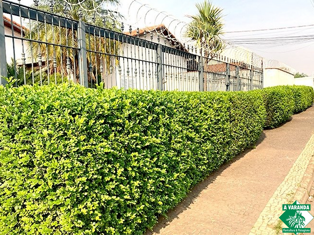 plantas para cercar terreno