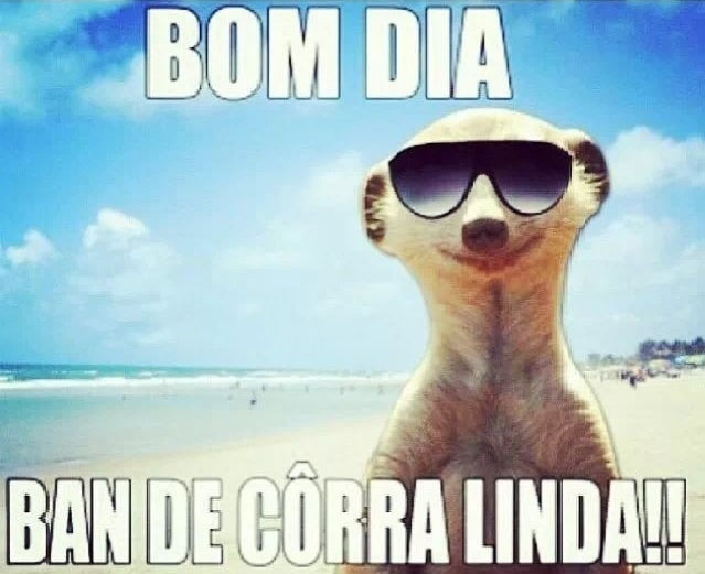 animais engraçados bom dia whatsapp