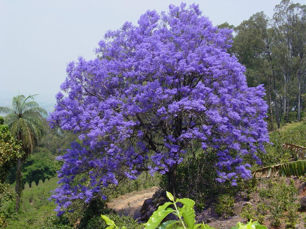 Jacarandá mimoso características