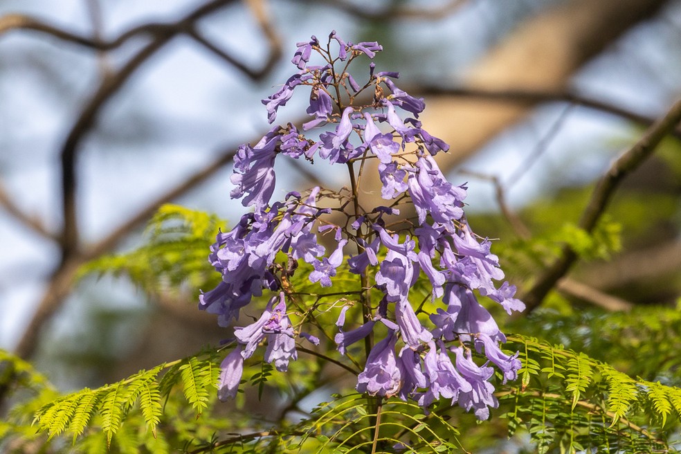 Jacarandá mimoso floração