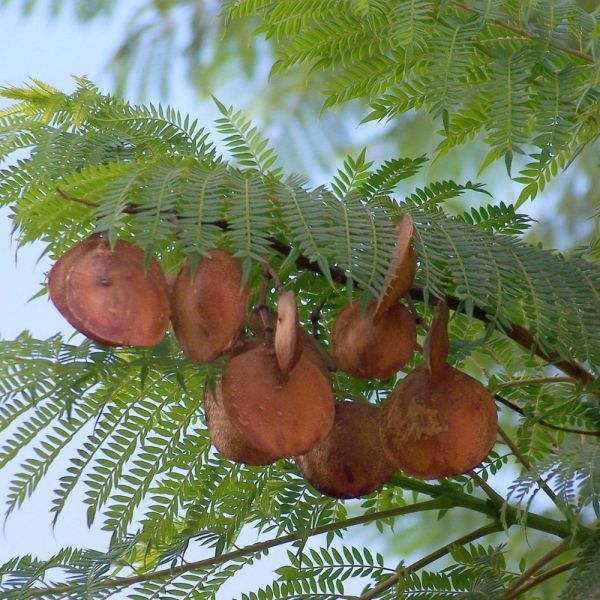Jacarandá mimoso raiz