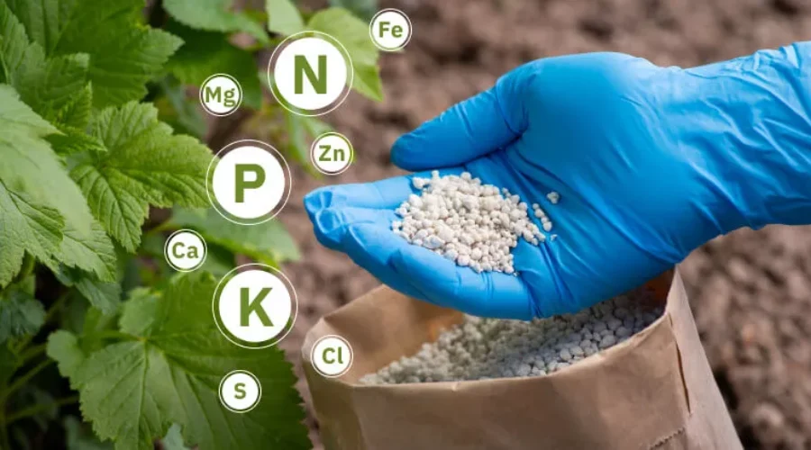 adubo para florescer plantas