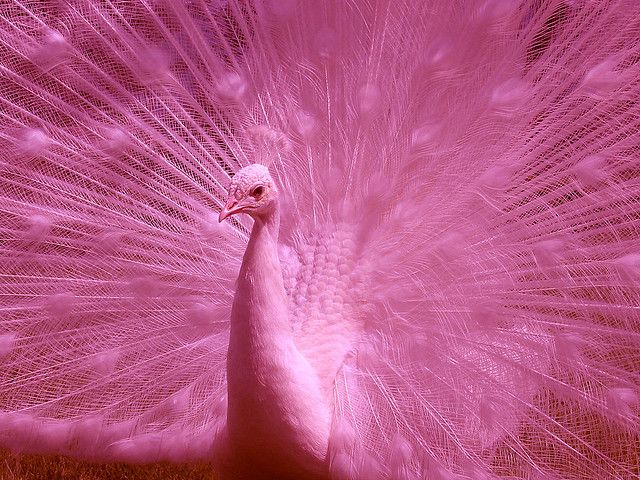 arte digital pavão rosa