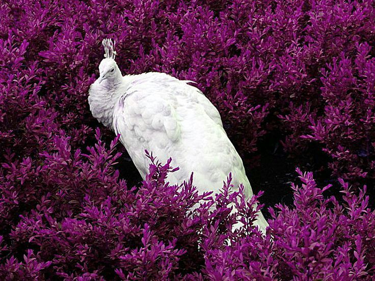 pavão roxo