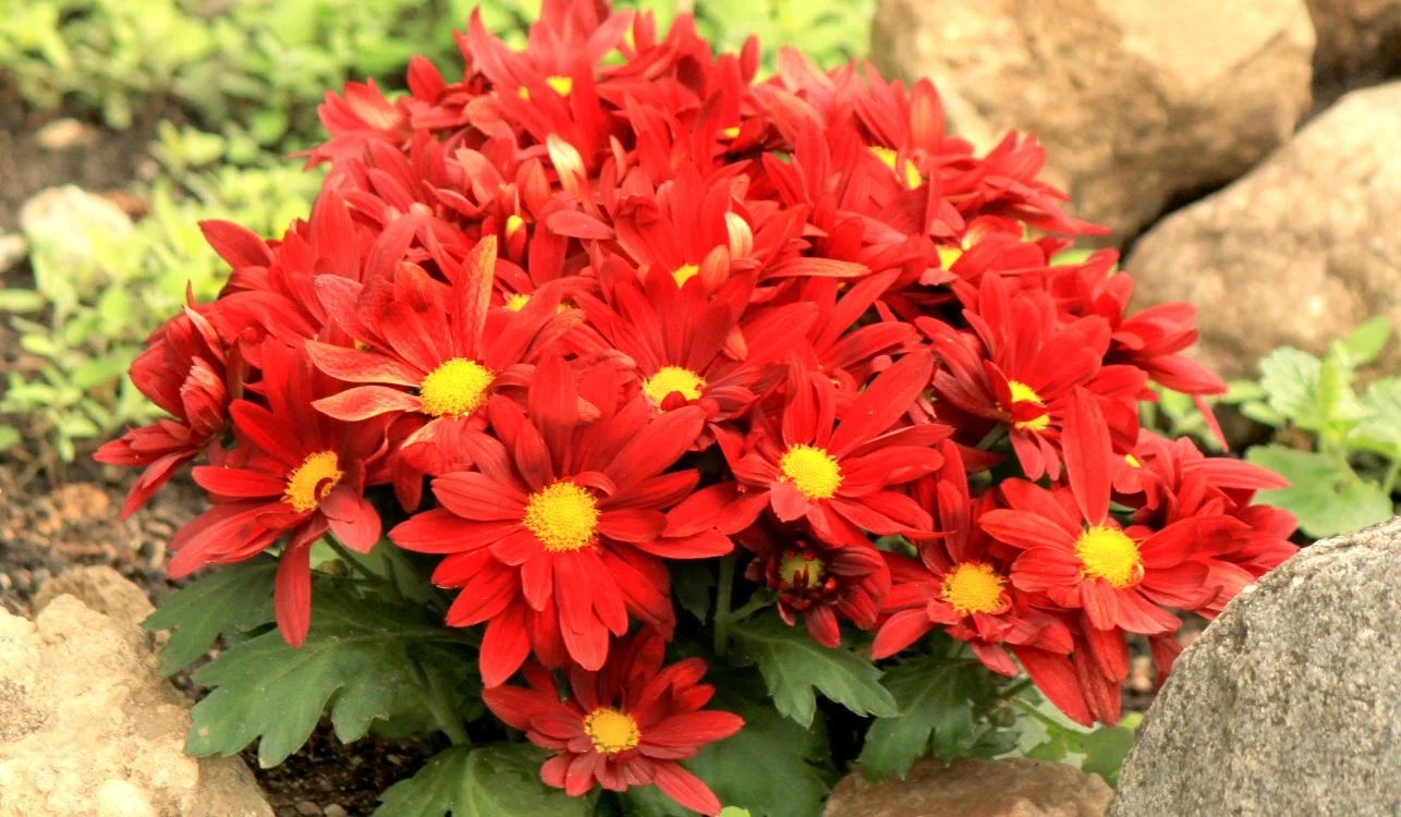 plantas vermelhas para jardim
