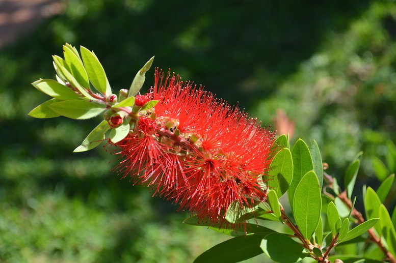 arbustos com flores vermelhas