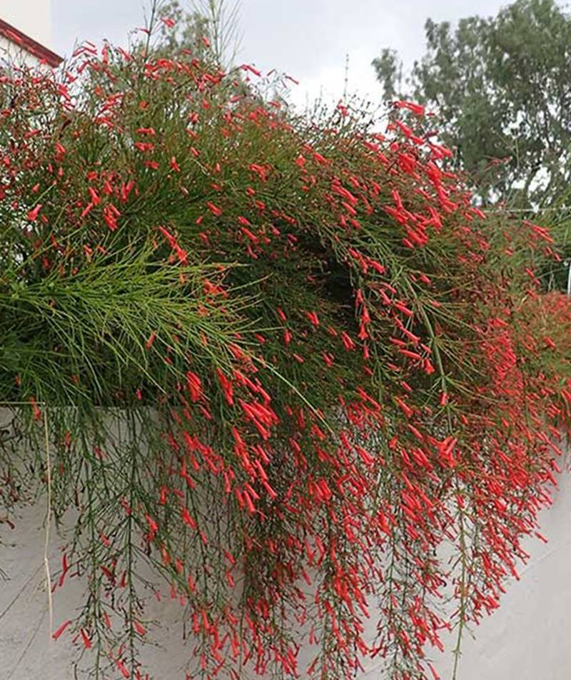 plantas vermelhas para sol pleno