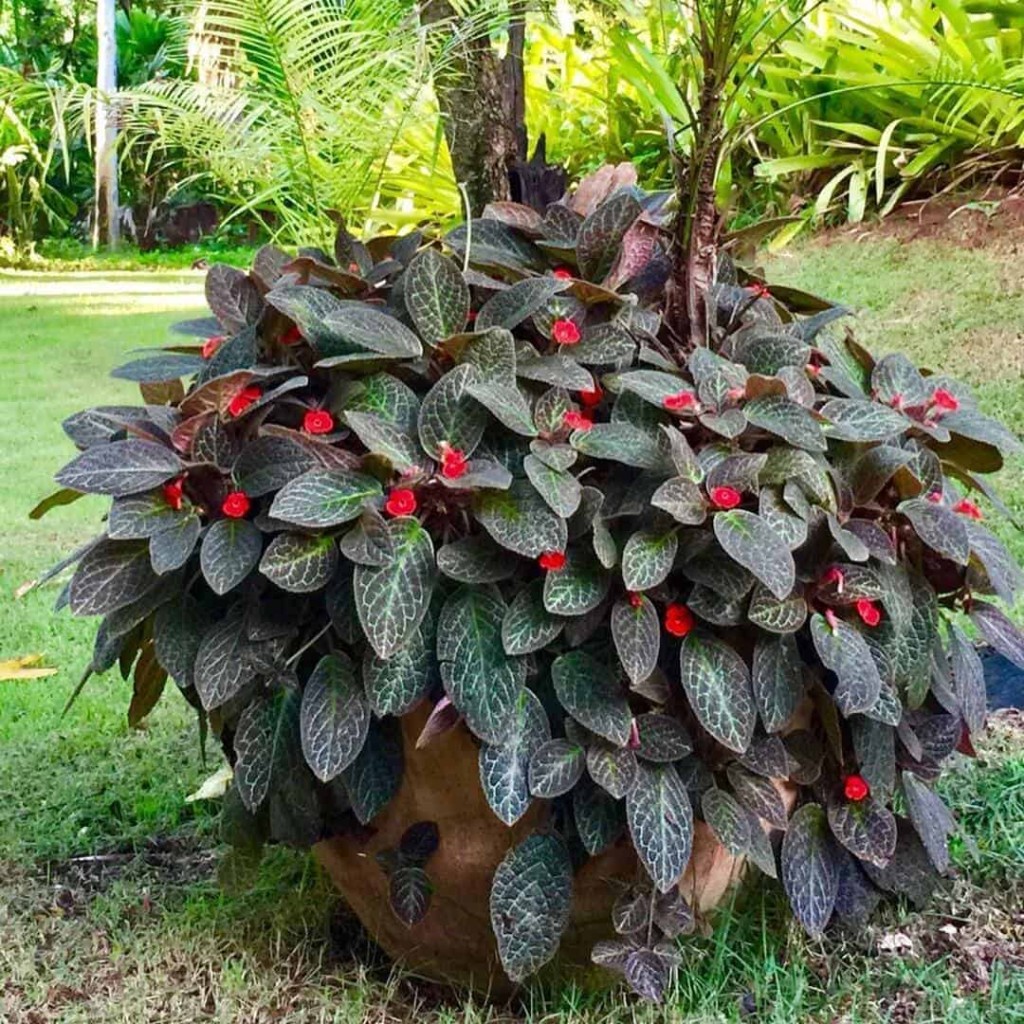 Planta lacinho de amor cultivo