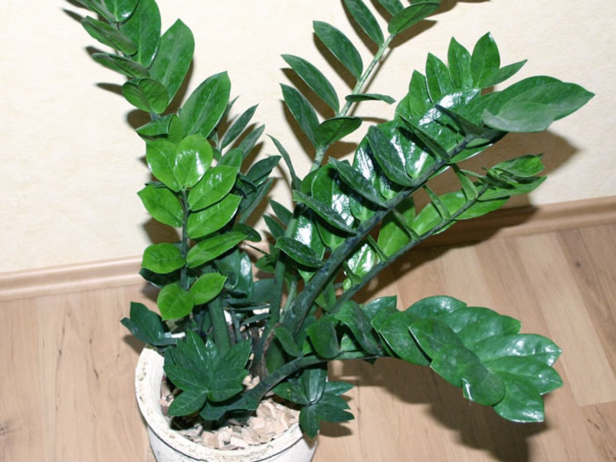 plantas que não precisam de sol