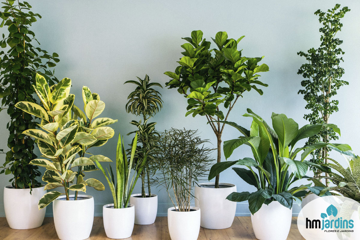 plantas para sombra interna