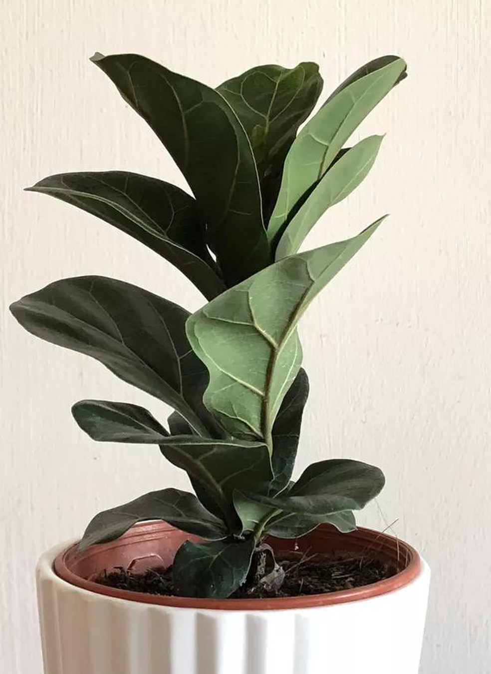 plantas de interior para áreas escuras