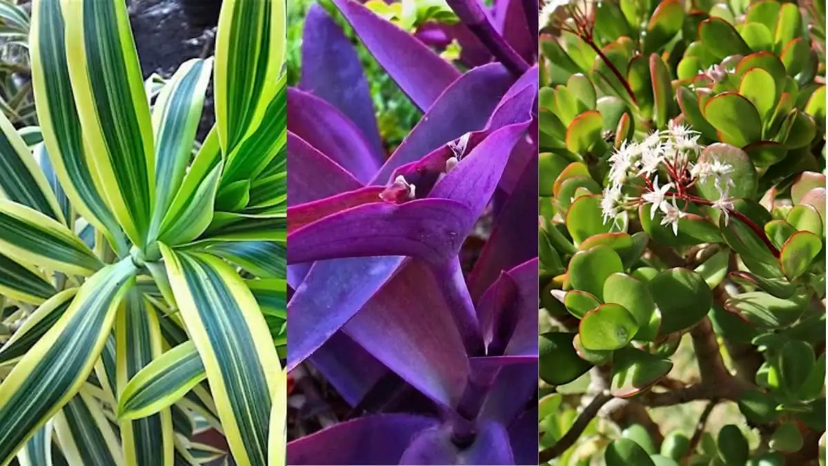 plantas de baixa manutenção para áreas externas ensolaradas