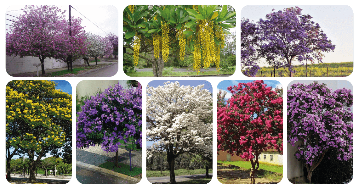 plantas que não danificam o concreto