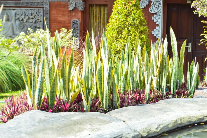 plantas para vasos em calçadas com sol pleno