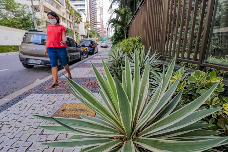 melhores plantas para frente de casa com sol o dia todo
