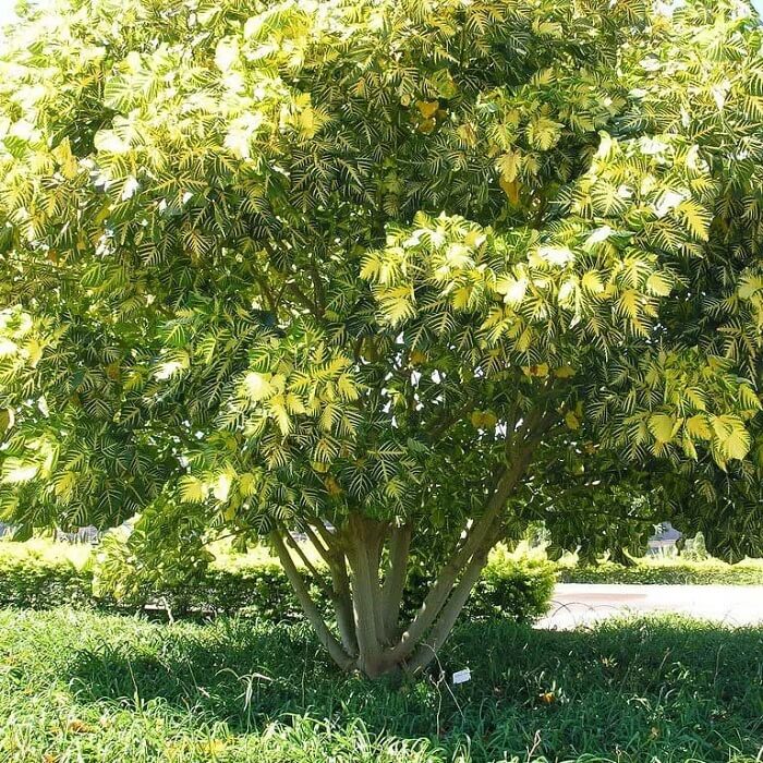 dicas de plantio em calçadas