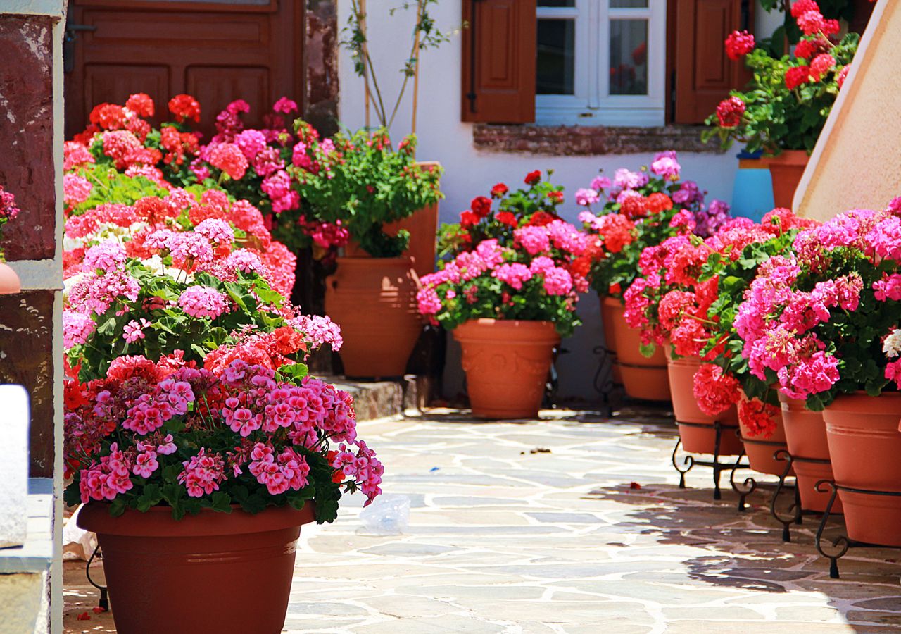 plantas para calçada ensolarada