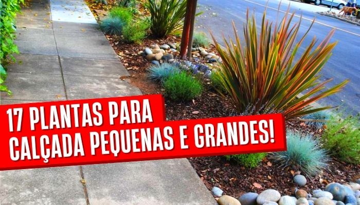 plantas para vasos em calçadas com sol pleno