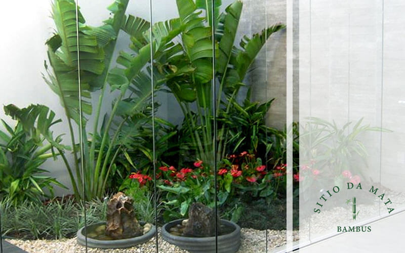 plantas de interior para espaços reduzidos