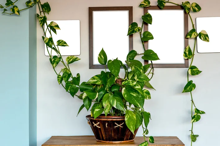 melhores plantas para áreas sombreadas internas