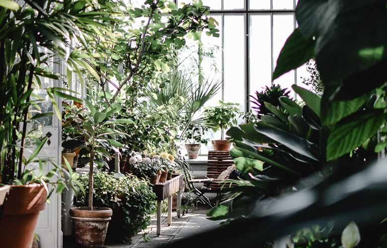 plantas fáceis de cuidar para iniciantes em jardinagem interna