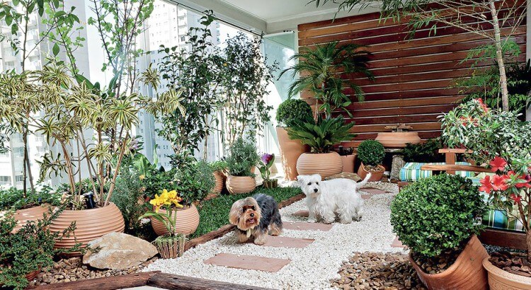 plantas para varanda pequena com pouca luz