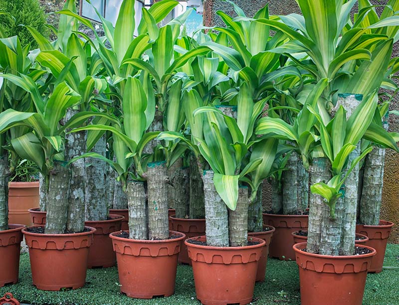 melhores plantas para áreas sombreadas internas