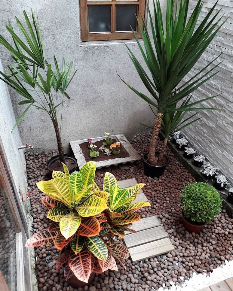 plantas que não precisam de sol direto para apartamento